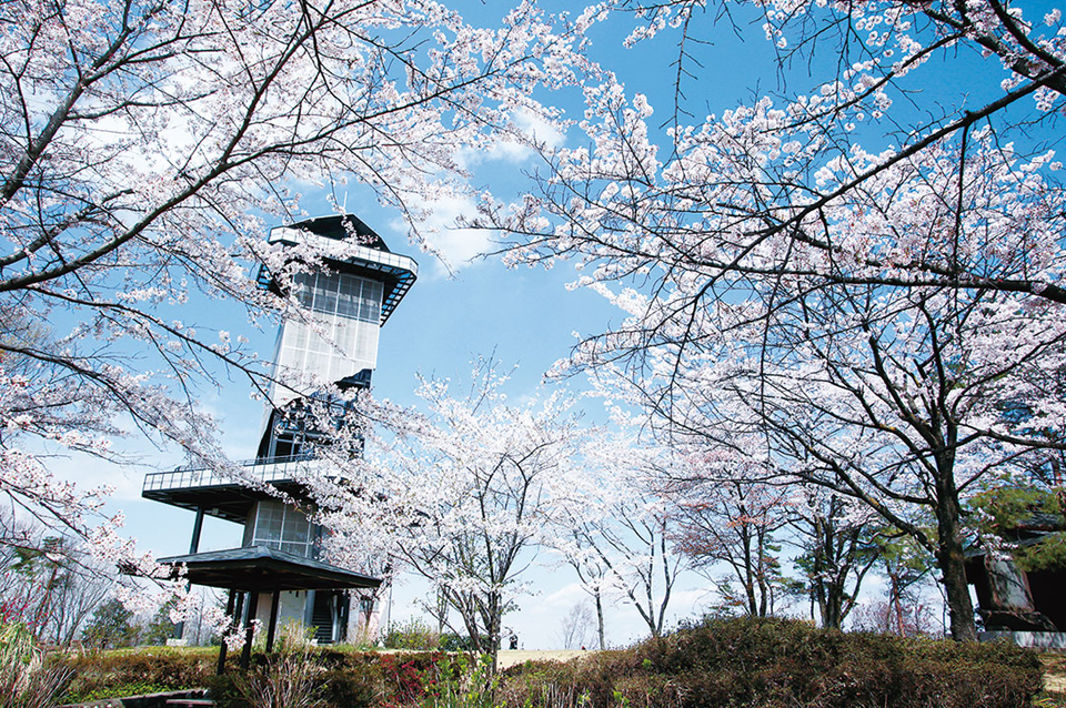 春は見事な桜を咲かす二ノ宮山の頂上