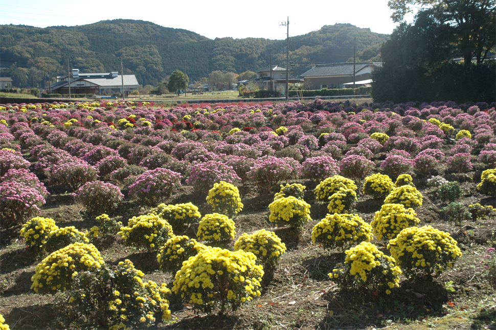 ボサ菊の花畑